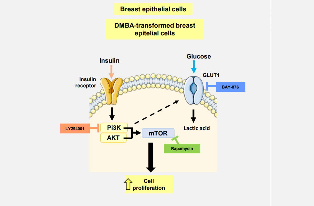 High insulin levels contribute to the initiation of breast cancer | ASPIC